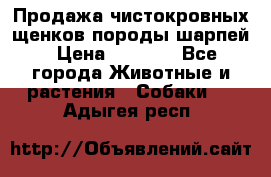 Продажа чистокровных щенков породы шарпей › Цена ­ 8 000 - Все города Животные и растения » Собаки   . Адыгея респ.